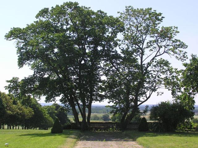 Chambres d'Hôtes Le Château de la Plante Thuré Extérieur photo